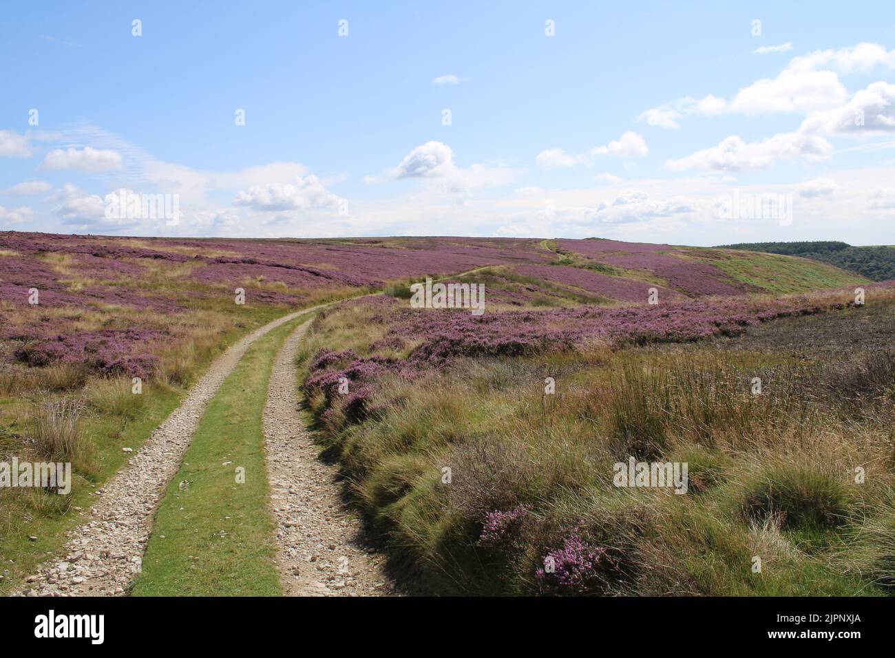 Heather Moorland North Yorkshire Moors National Park Großbritannien Stockfoto