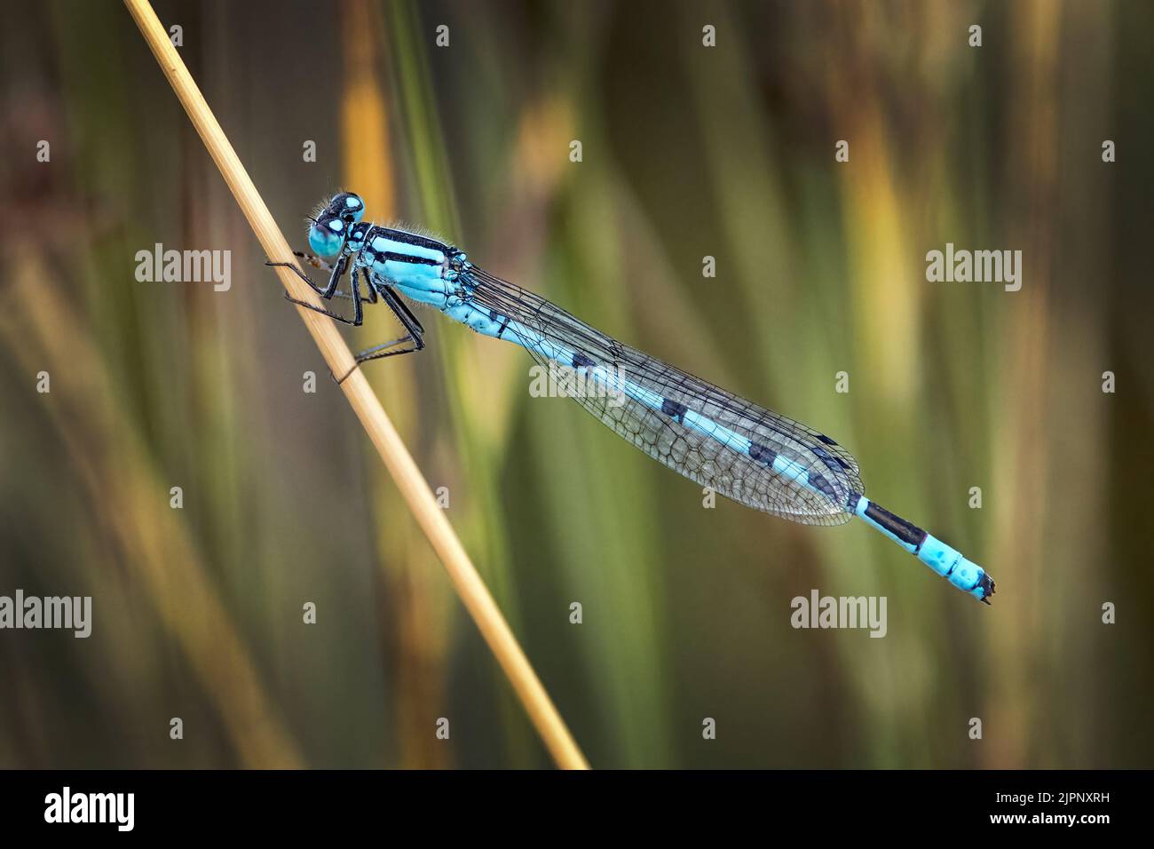 Blaue Libelle nach dem Regen Stockfoto