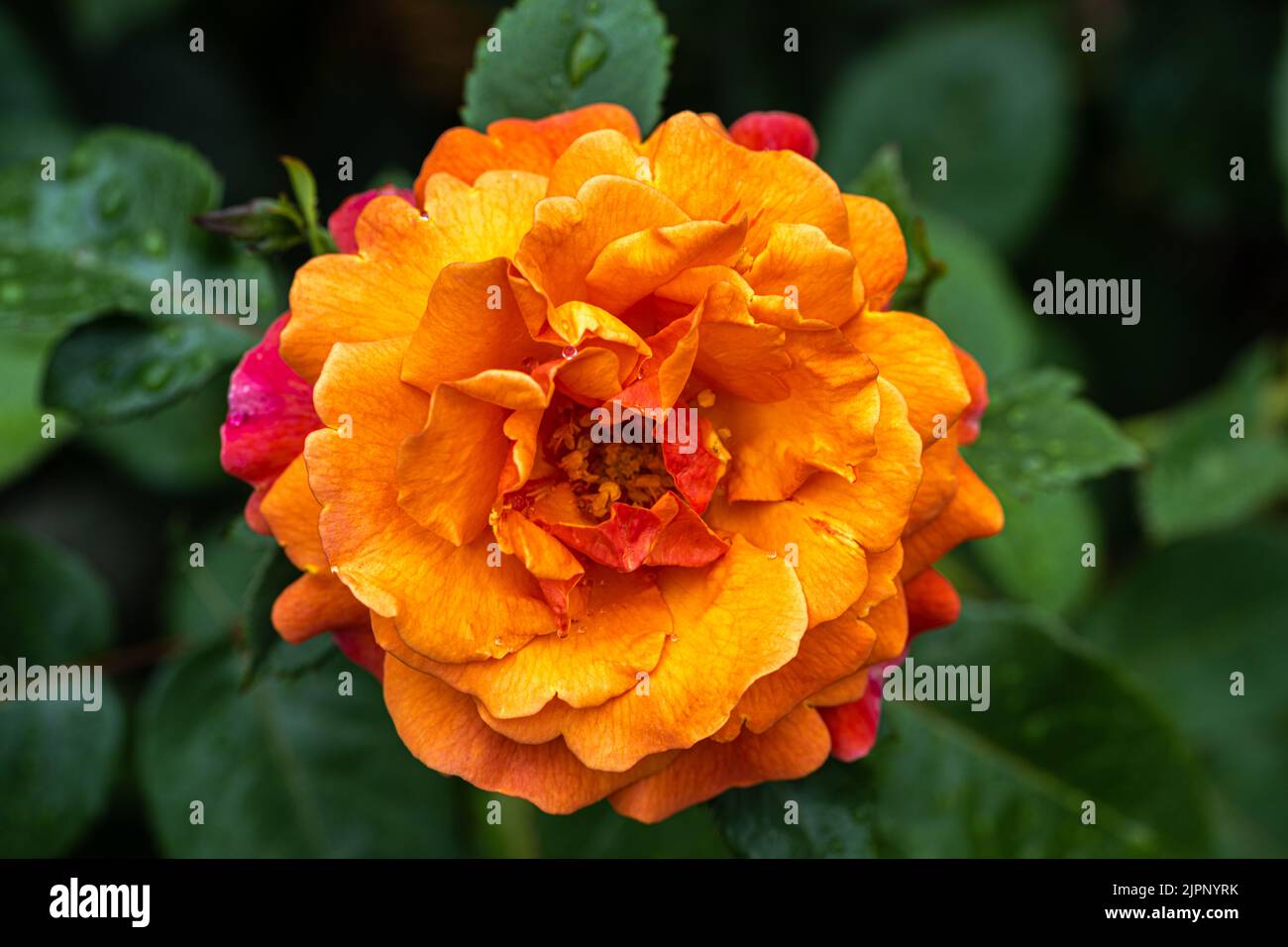 Blüte ‘Easy Does It’ Floribunda Rose Stockfoto