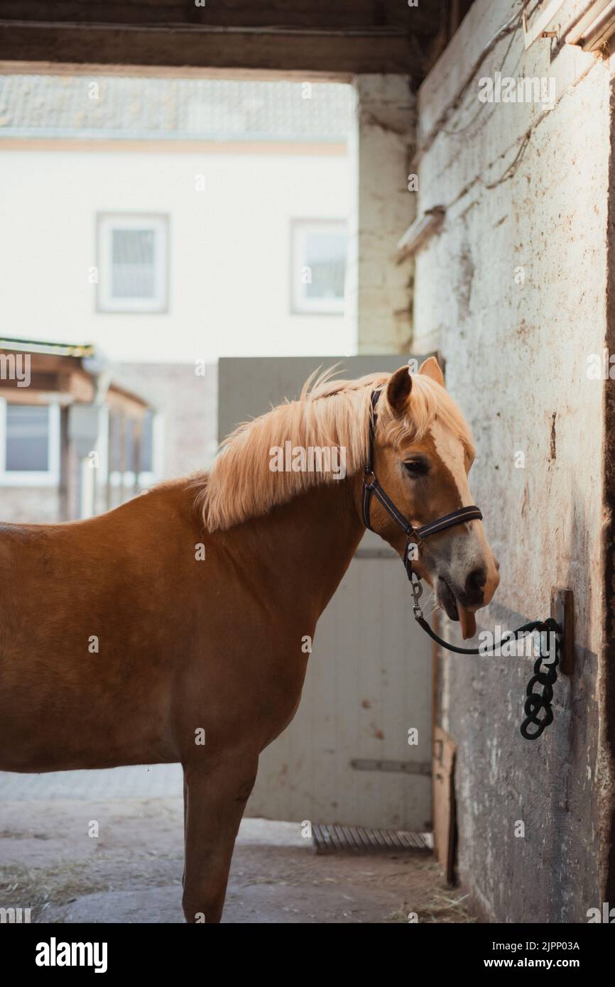 Eine vertikale Aufnahme von schönen Pferd Haflinger an einer Wand mit Kette gebunden, geloopt gefesselt Stockfoto