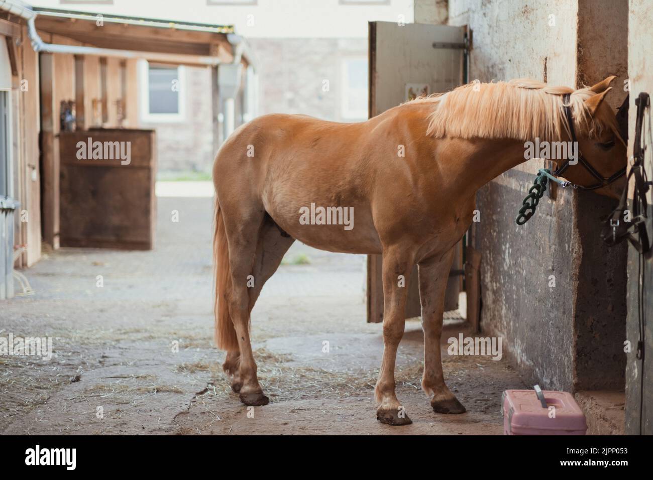 Ein schönes Pferd Haflinger an einer Wand mit Kette gebunden, geloopt gefesselt Stockfoto