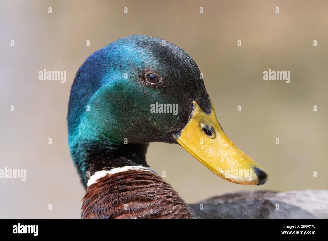 Oberriet, Schweiz, 22. April 2022 Ente in einem kleinen See im Frühling Stockfoto