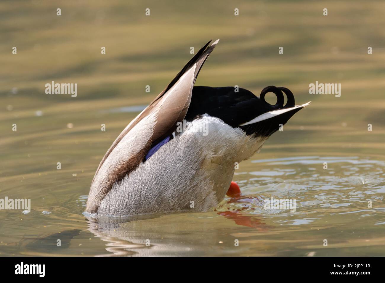 Oberriet, Schweiz, 22. April 2022 Ente in einem kleinen See im Frühling Stockfoto