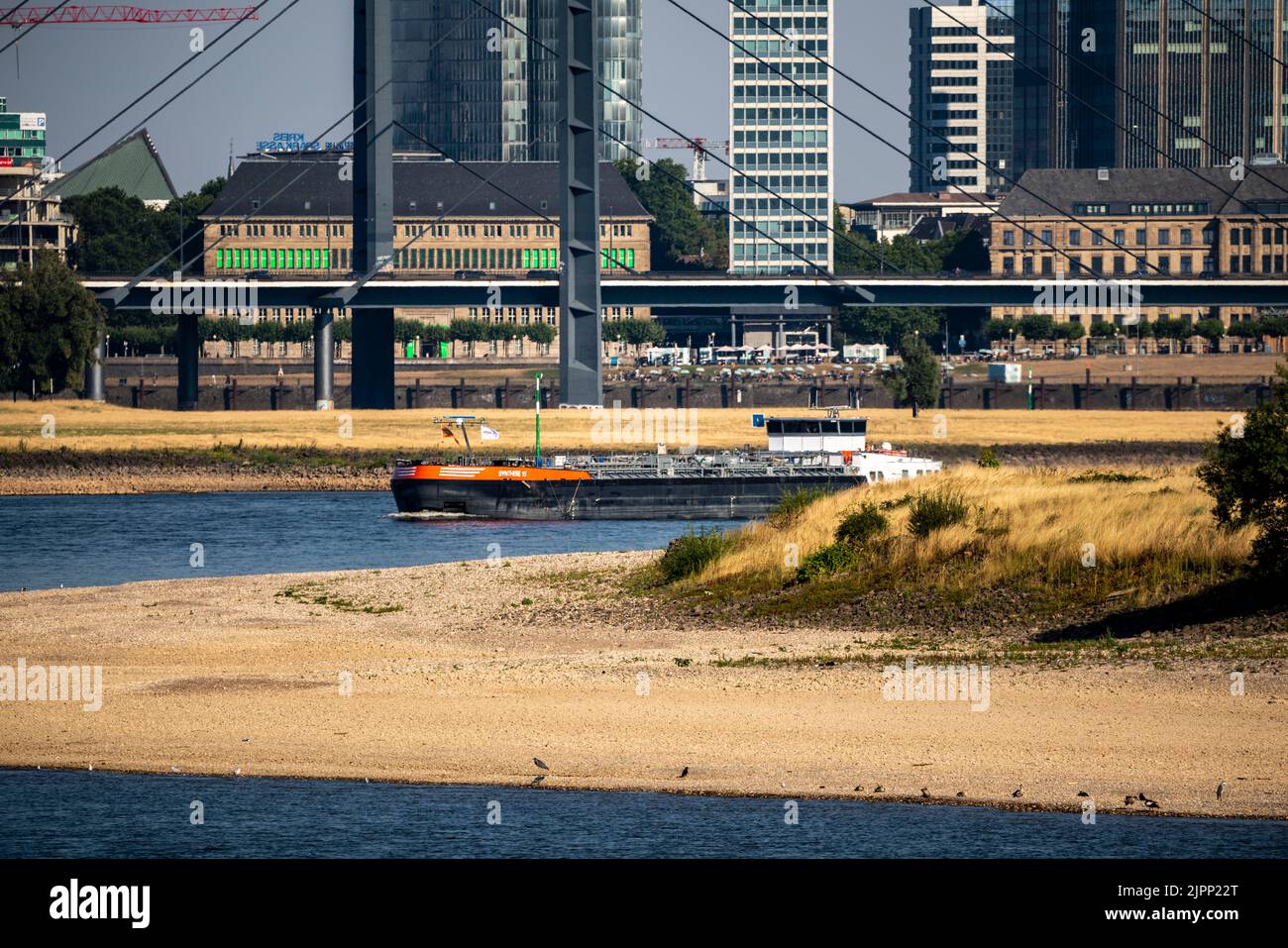 Rhein bei Düsseldorf, extrem niedriges Wasser, Rheinhöhe 47 cm, fallender Trend, Barge vor der Skyline mit Rheinneibrücke, Sandba Stockfoto