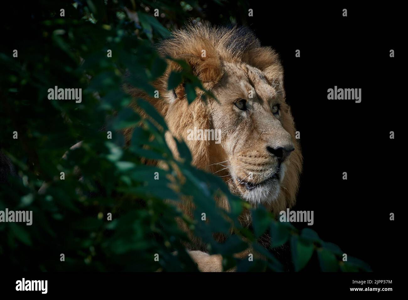 Profilansicht eines erwachsenen männlichen Löwen (Panthera leo) hinter Busch und isoliert auf schwarzem Hintergrund Stockfoto