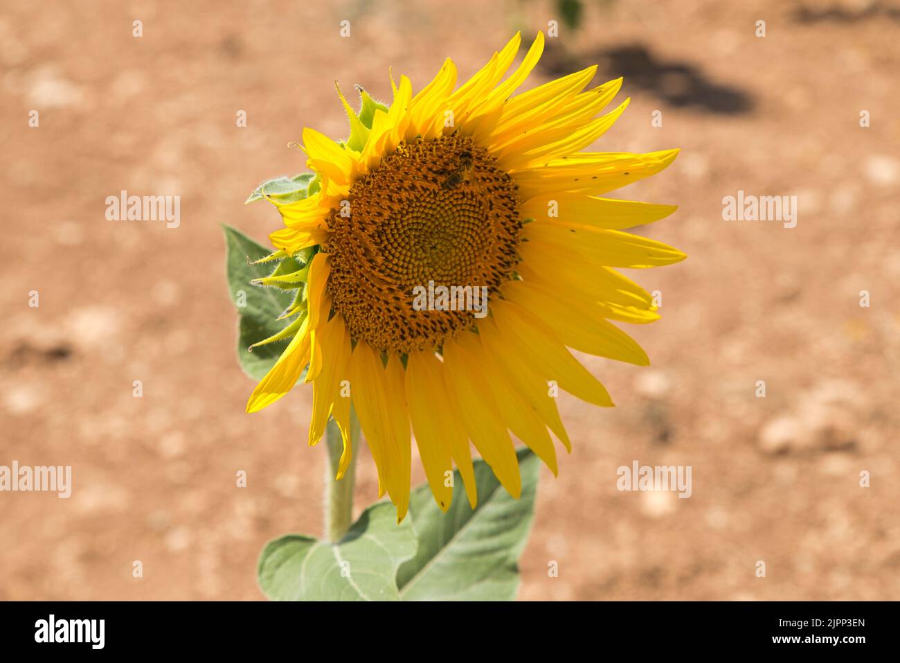 Eine Biene auf der Sonnenblume, Arbeitsbiene, ökologisches Leben, Hintergrundbild. Planet-Liebhaber. Stockfoto