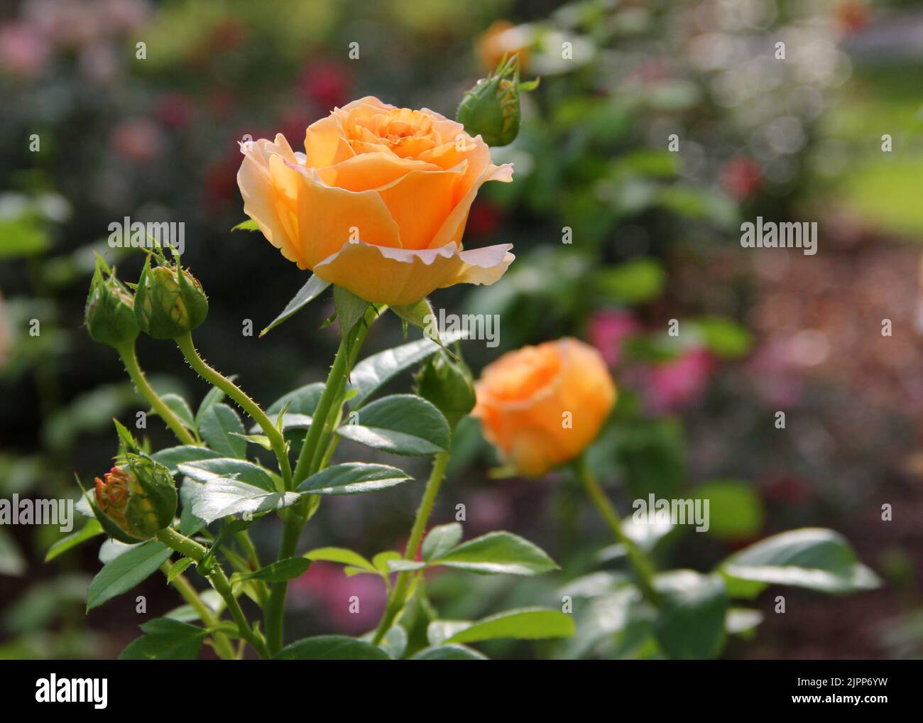 Schöne gelbe Rose Blume in einem Garten. Stockfoto