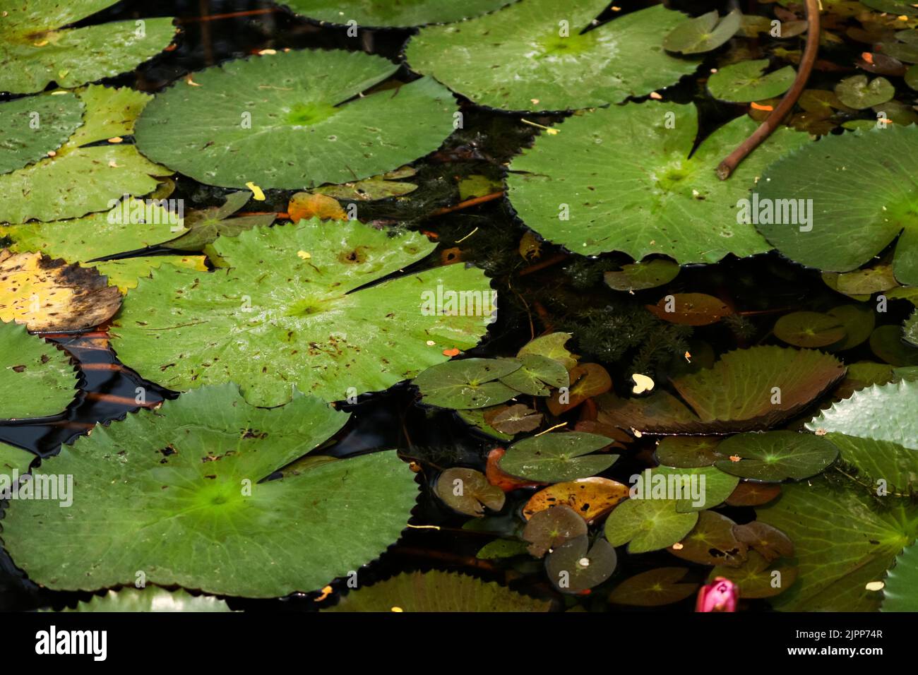 Ein Teich mit grünen, schwimmenden Lotusblättern Stockfoto