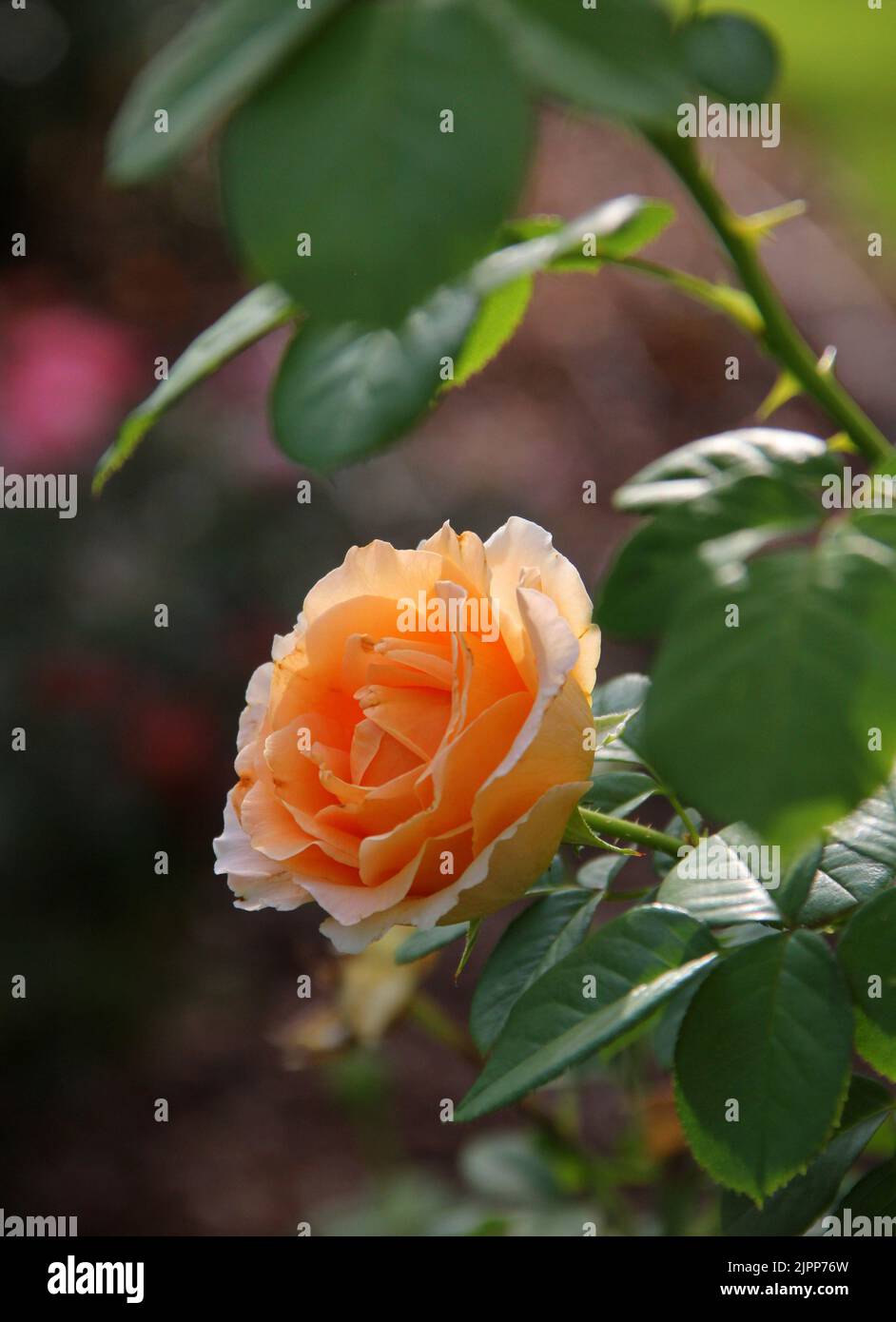 Schöne gelbe Rose Blume in einem Garten. Stockfoto