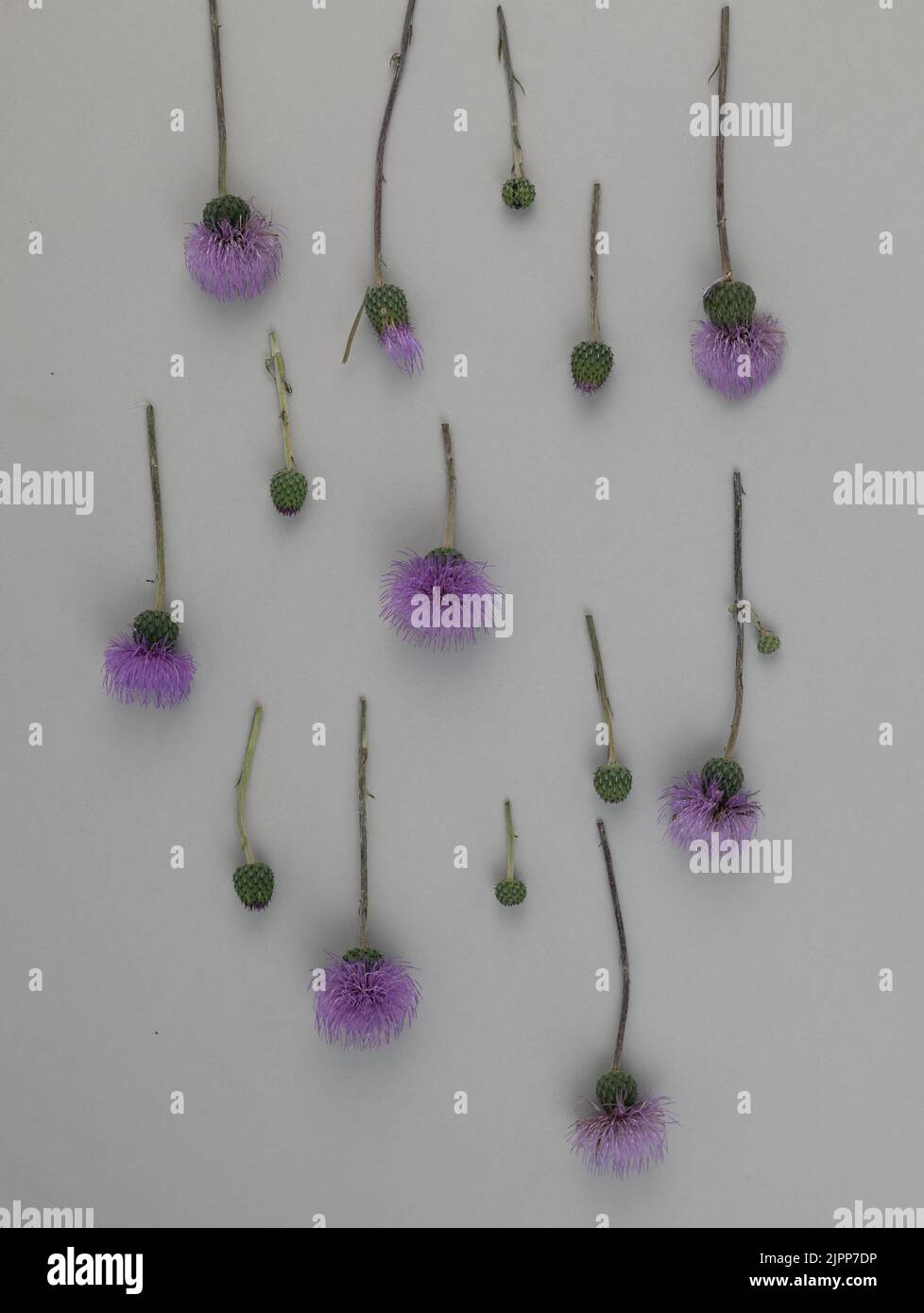 Minimalistische Komposition Blumenmuster aus lila Milchdistel Blüten Spitzen auf grauem Hintergrund. Flach liegend Stockfoto