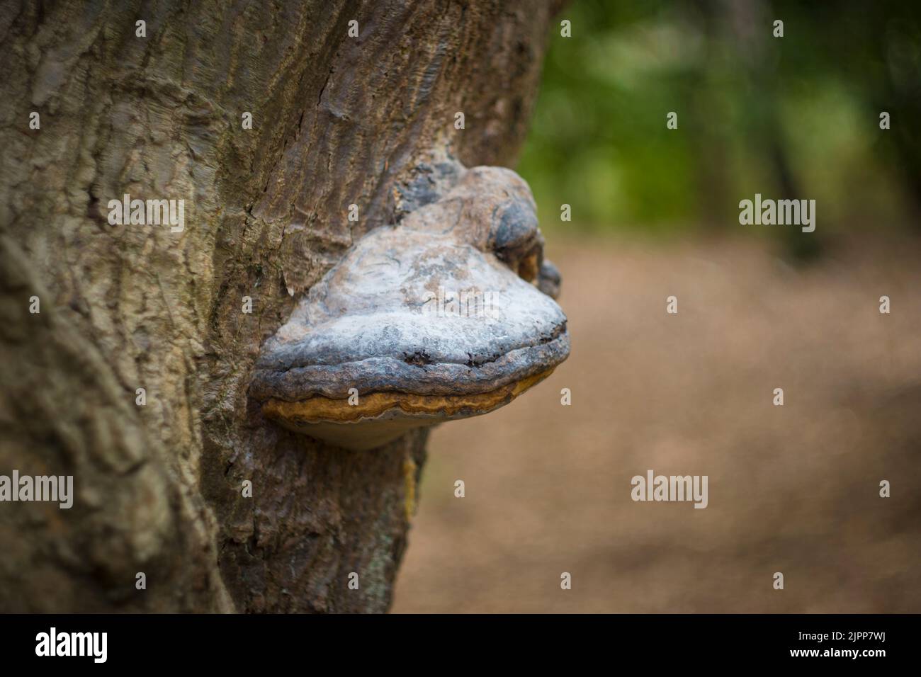 Hufpilz auf einer Baumrinde im Wald. Nahaufnahme mit selektivem Fokus. Stockfoto