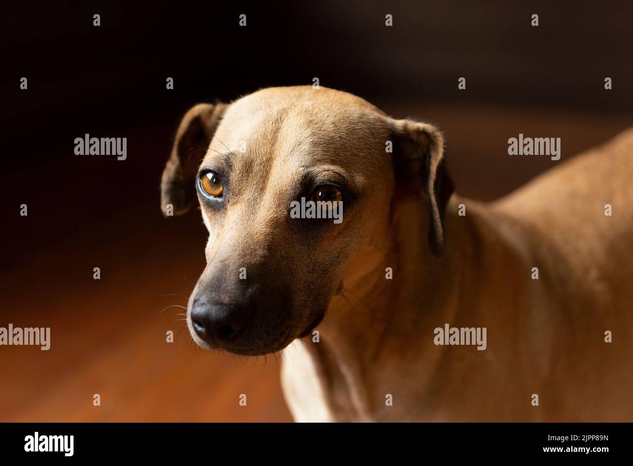 Porträt eines Hundes mit schönen braunen Augen Stockfoto