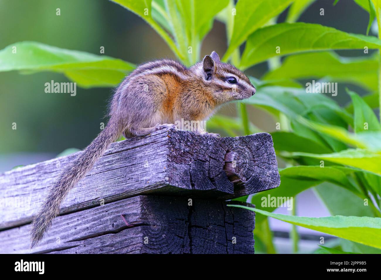 Ein least Chipmunk (Tamias minimus), der auf einem verwitterten Holzbrett sitzt Stockfoto