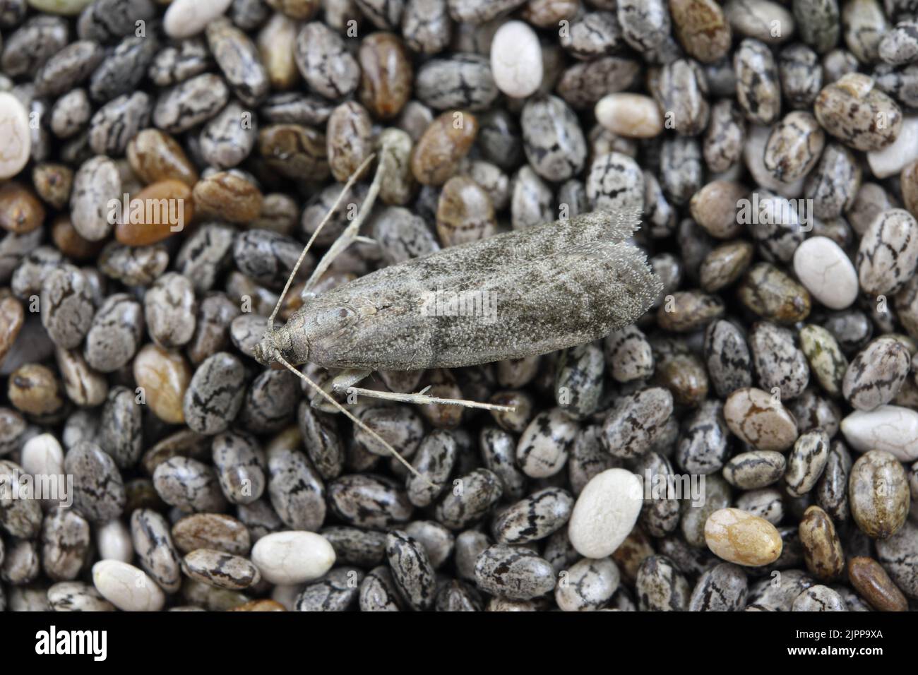 Detaillierte Nahaufnahme der kleinen Tabakmotte, Ephestia elutella - eine häufige Lebensmittelpest. Farbform mit grauen Flügeln. Motte auf Chiasamen. Stockfoto