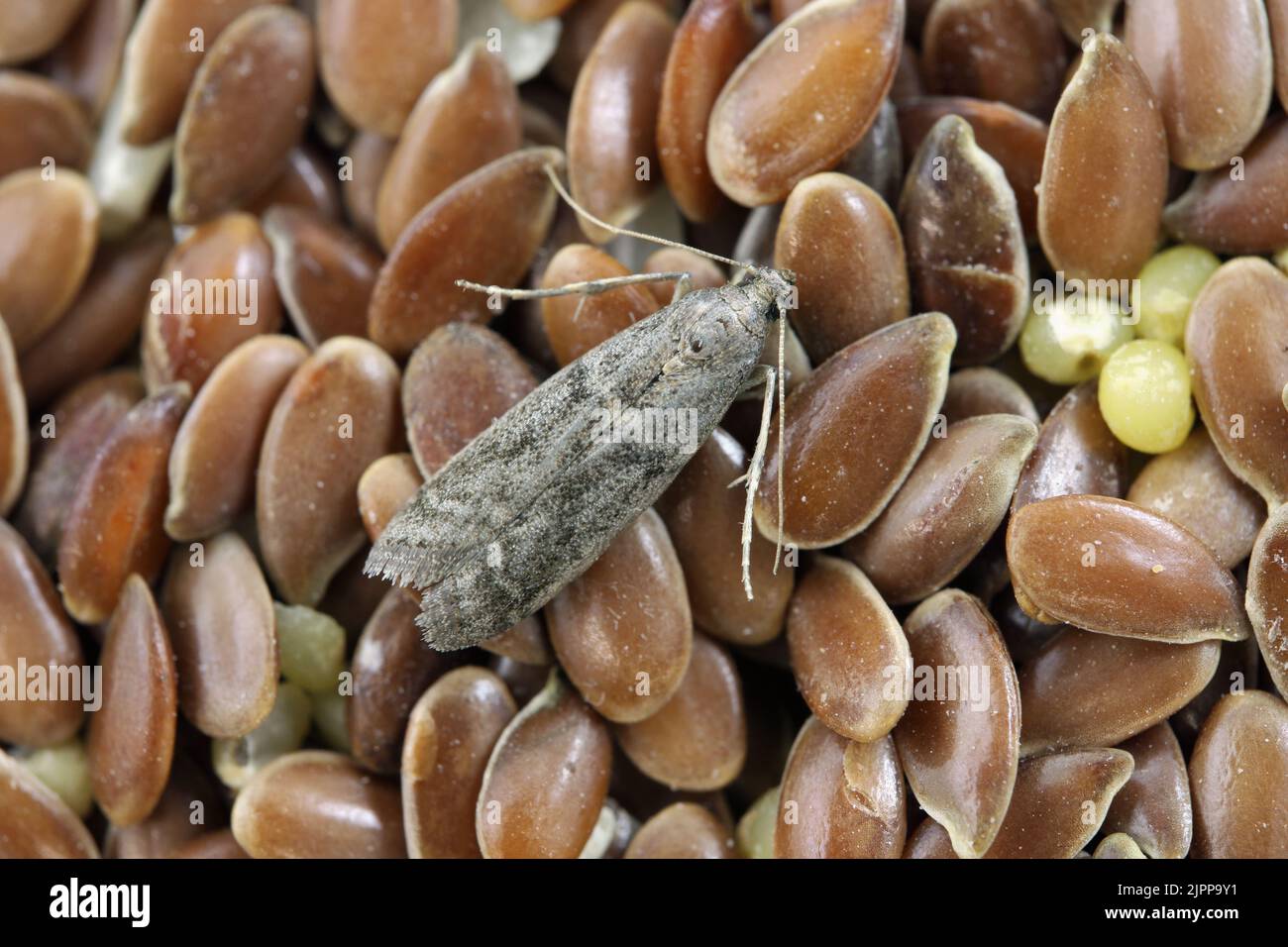 Detaillierte Nahaufnahme der kleinen Tabakmotte, Ephestia elutella - eine häufige Lebensmittelpest. Farbform mit grauen Flügeln. Motte auf Leinsamen. Stockfoto