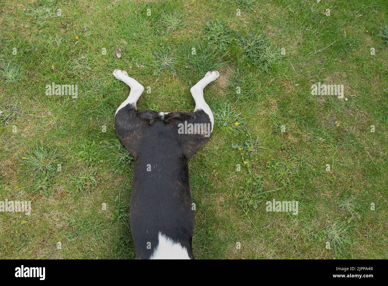 Der sehr kurze, zusammengerollte Schwanz eines Boston Terrier Hundes, der flach auf dem Gras liegt, mit ihren Beinen in Fröschschenkelpose. Stockfoto