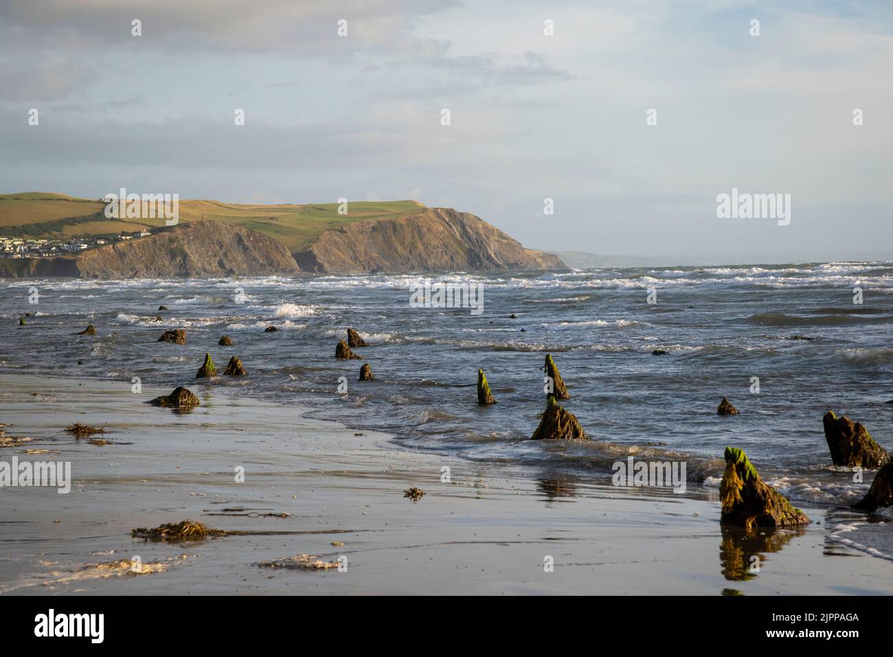 Der versteinerte Wald in borth Stockfoto