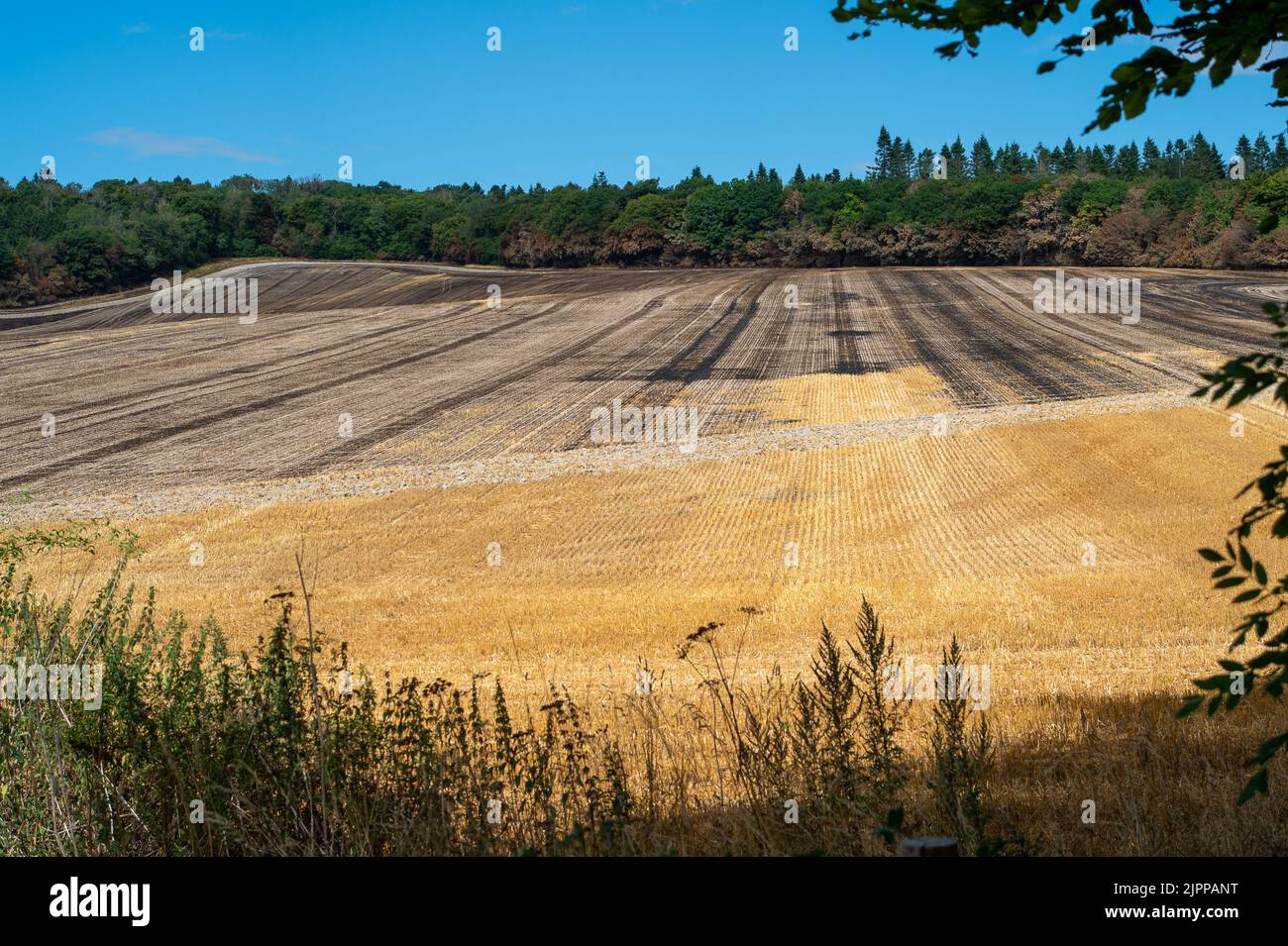 Wendover, Buckinghamshire, Großbritannien. 19.. August 2022. Die Nachwirkungen eines riesigen Feldfeuers in der Hale Lane, Wendover. Geräte und Besatzungen von 8 Feuerwehrkräften nahmen an dem Brand Teil, und rund 30 Hektar Stoppeln wurden durch den Brand zerstört. Viele Bäume wurden auch in dem Feuer gefangen, das eine Straße sprang und sich auf mehrere Felder ausbreitete, bevor es gelöscht wurde. Wendover Woods wurden als Vorsichtsmaßnahme evakuiert. Quelle: Maureen McLean/Alamy Live News Stockfoto