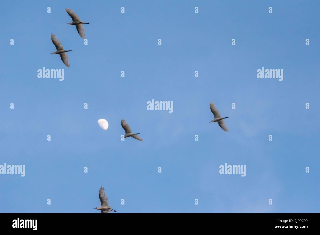 Ein Teil eines Floßes, das am Himmel fliegt, mit einem hintergrüntigen Tagesmond im Hintergrund Stockfoto