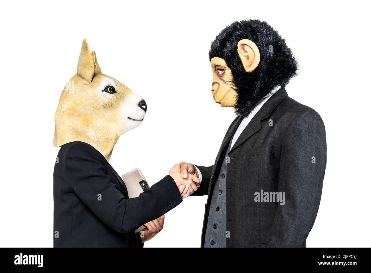 Eine Frau aus dem Business-Känguru und ein Affenmann, der sich als Zeichen des Deals die Hände quetscht. Isolierter weißer Hintergrund Stockfoto Eine Frau aus dem Business-Känguru und ein Affenmann, der sich als Zeichen des Deals die Hände quetscht. Isolierter weißer Hintergrund Stockfoto