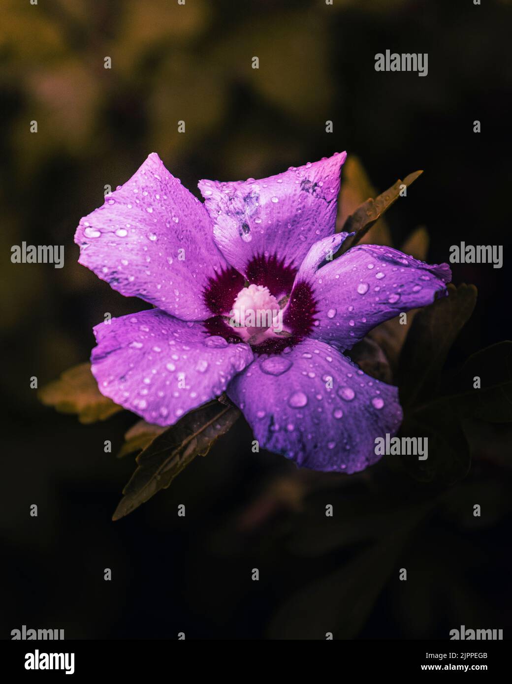 Eine Nahaufnahme der Regentropfen auf der Hibiskusblüte Stockfoto