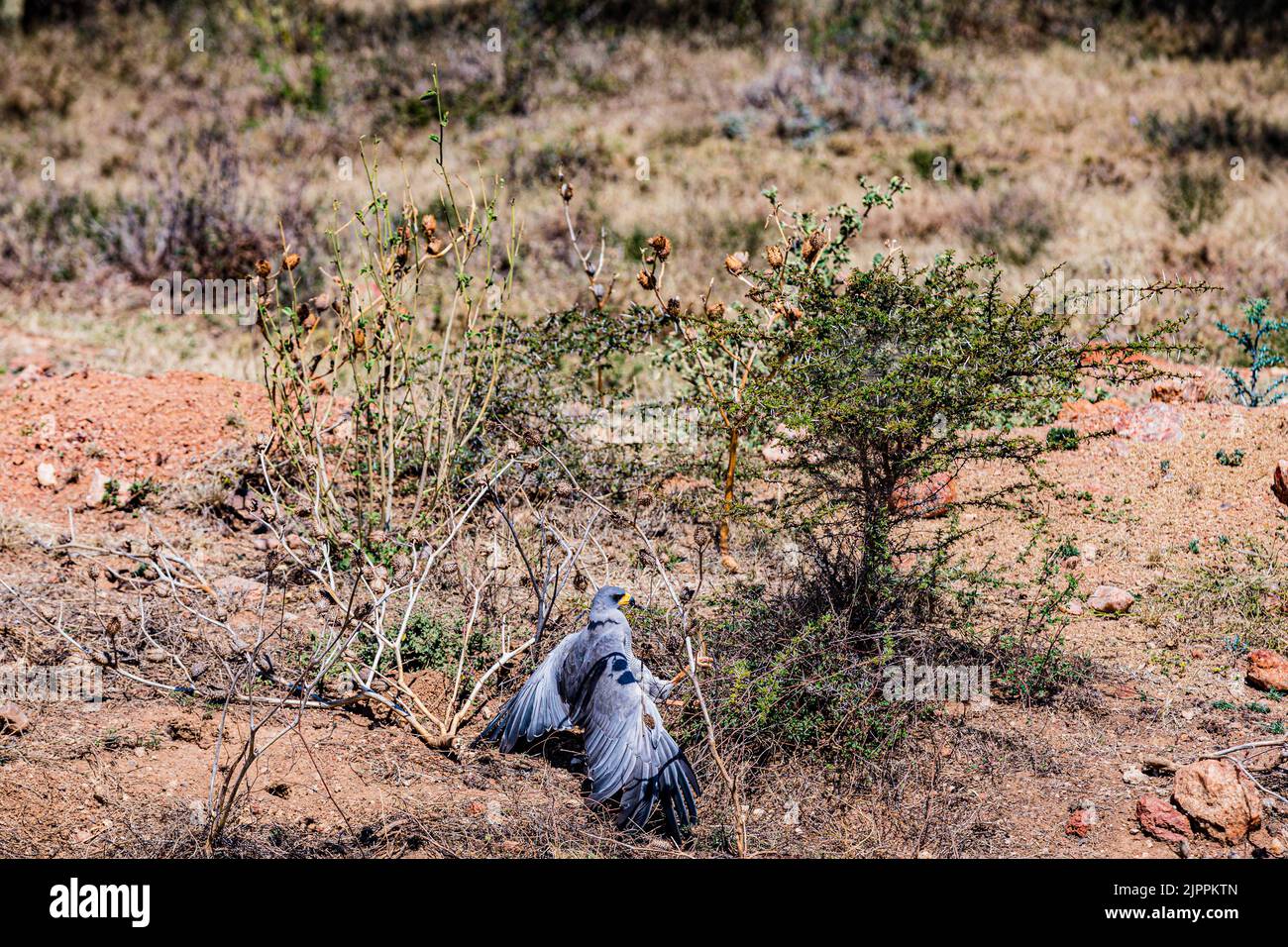 Der Sekretär-Vogel wird traditionell in Afrika wegen seines auffälligen Aussehens und seiner Fähigkeit, mit Schädlingen und Schlangen umzugehen, bewundert Maasai Mara National Stockfoto