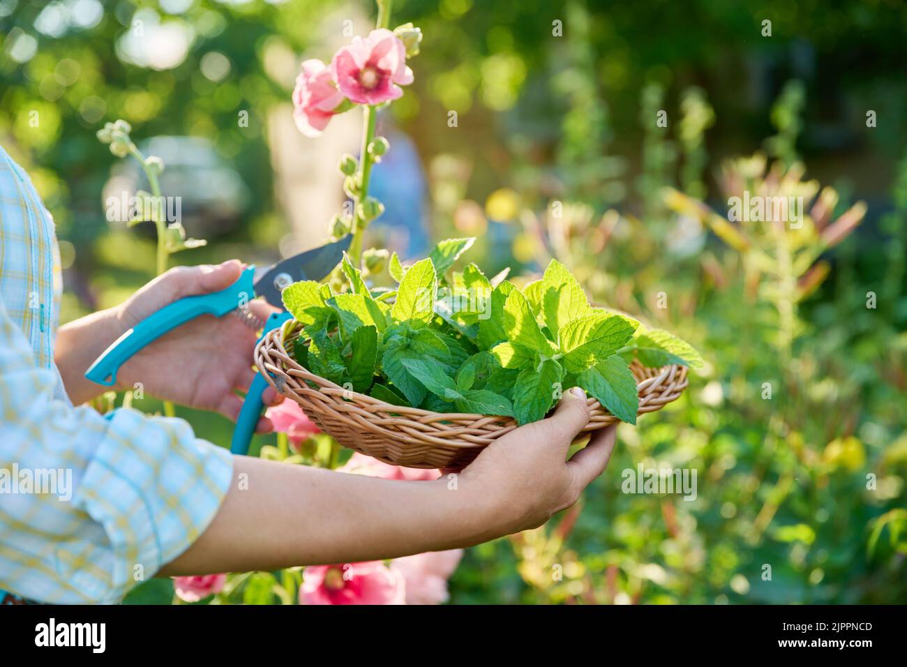 Ernte von Minzblättern, Frauenhänden mit Beschneiter und Weidenplatte im Garten Stockfoto