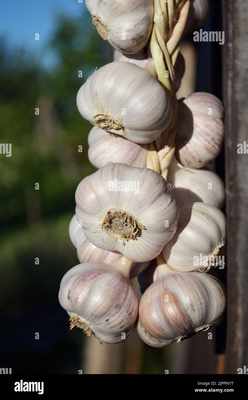 Knoblauchzwiebeln zur Aufbewahrung aufgehängt. Konzept des Anbaus Ihrer eigenen Bio-Lebensmittel. Stockfoto