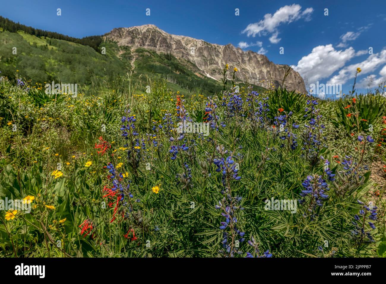 Sommerlandschaft im Südwesten von Colorado Stockfoto