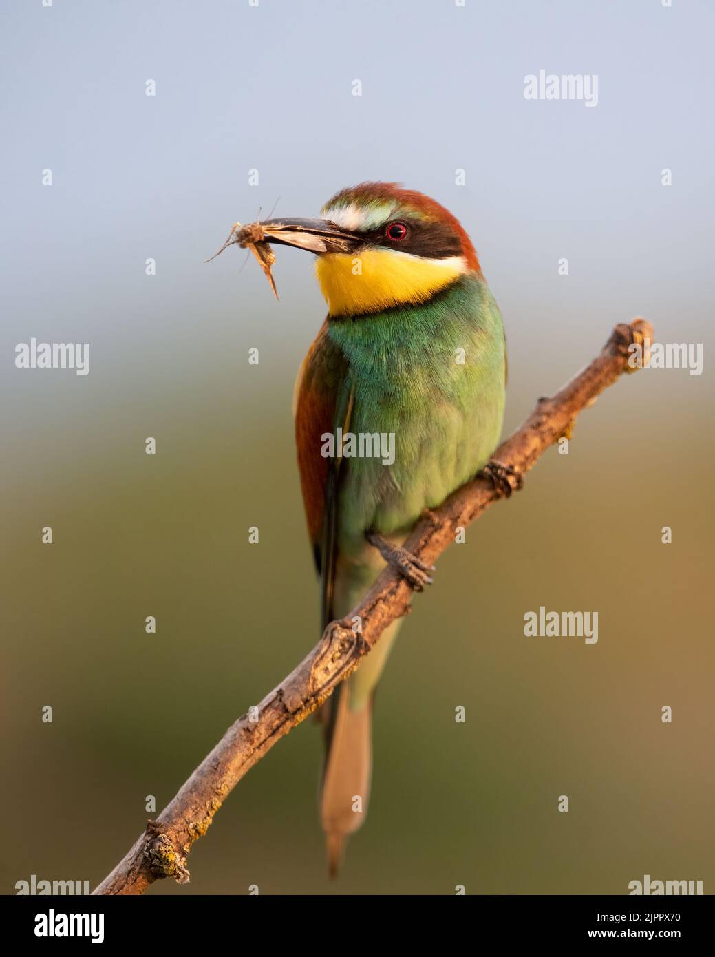 Europäischer Bienenfresser (Merops apiaster), der auf einem Ast mit ...
