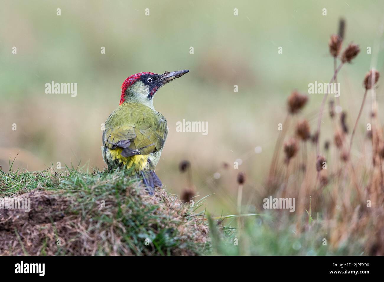 Ein eurasischer Grünspecht (Picus viridis), der auf einer Wiese, Lincolnshire, England, nach Nahrung futtert Stockfoto