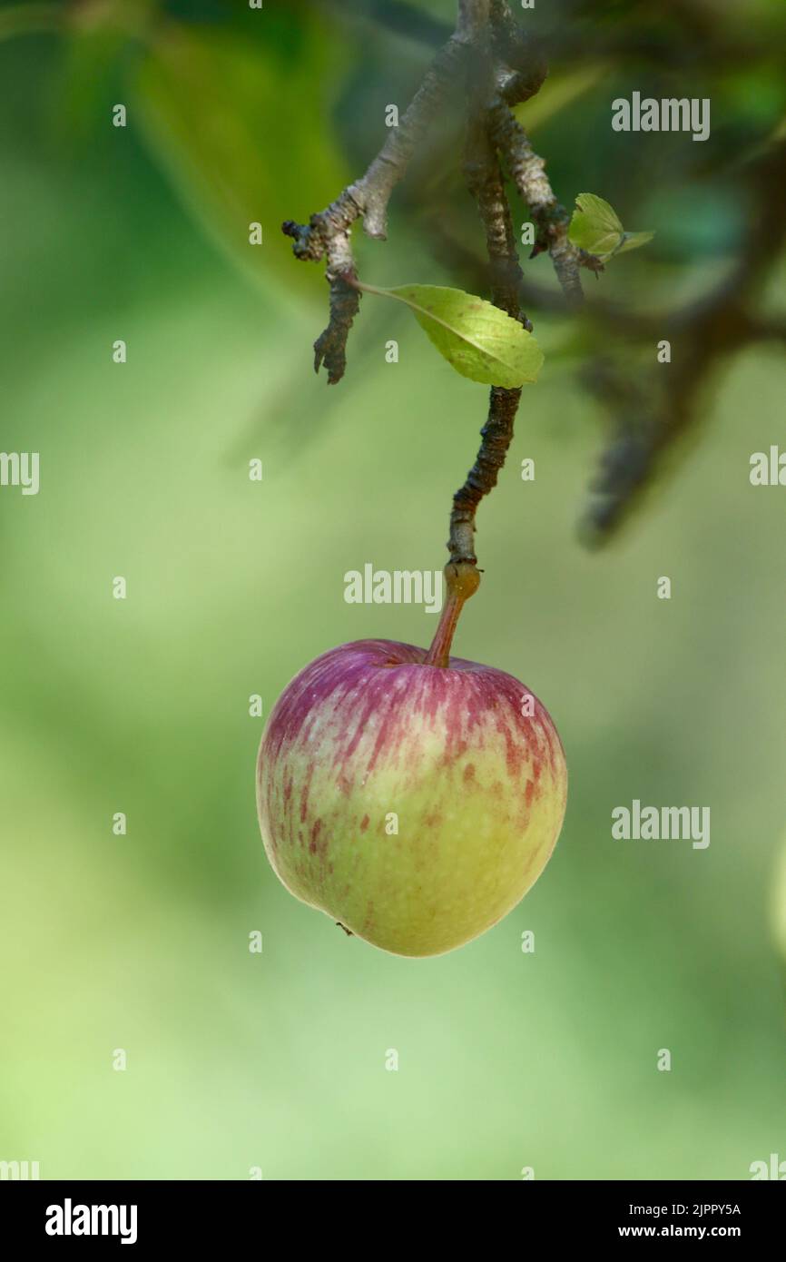 Ein Apfel, der im Herbst auf einem Baum wächst Stockfoto