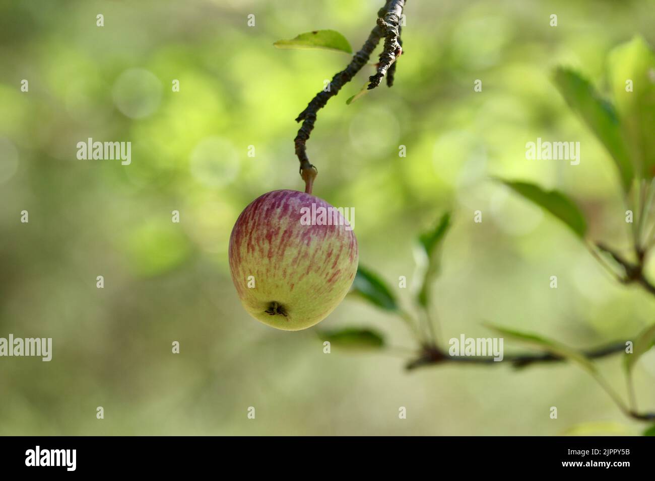 Ein Apfel, der im Herbst auf einem Baum wächst Stockfoto