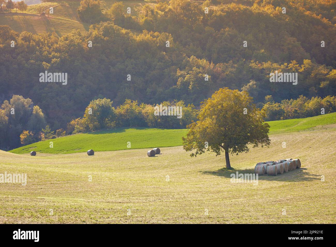 Ein einsamer Baum mit Heuballen bei Sonnenuntergang in einem Feld der Appennino Reggiano Hügel, Casina, Reggio Emilia, Emilia Romagna, Italien. Stockfoto