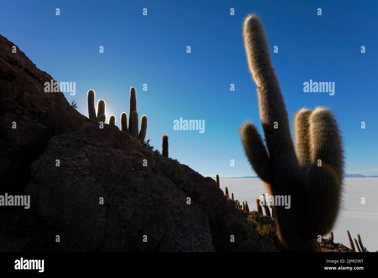 Kakteen auf der Insel Incahuasi, Uyuni Salt Flat, Potosi, Bolivien. Stockfoto