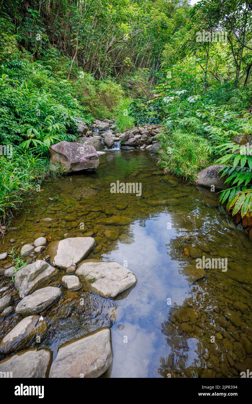 Ein Wanderweg folgt diesem Bach hinauf ins Makamakaole Valley zu mehreren Wasserfällen in den West Maui Mountains, West Maui, Maui, Hawaii, USA. Stockfoto