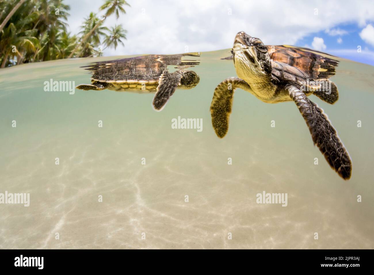 Zwei neu geschlüpfte Baby-grüne Meeresschildkröten, Chelonia mydas, eine vom Aussterben bedrohte Art, im Ozean vor der Insel Yap, Mikronesien. Stockfoto