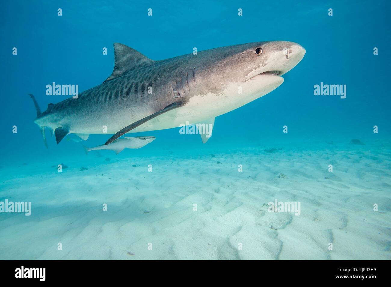 Tiefwinkel-Unterwasseransicht des Tigerhais, der über einem sandigen Grund schwimmend ist, Tiger Beach., Bahamas, Atlantischer Ozean. Stockfoto