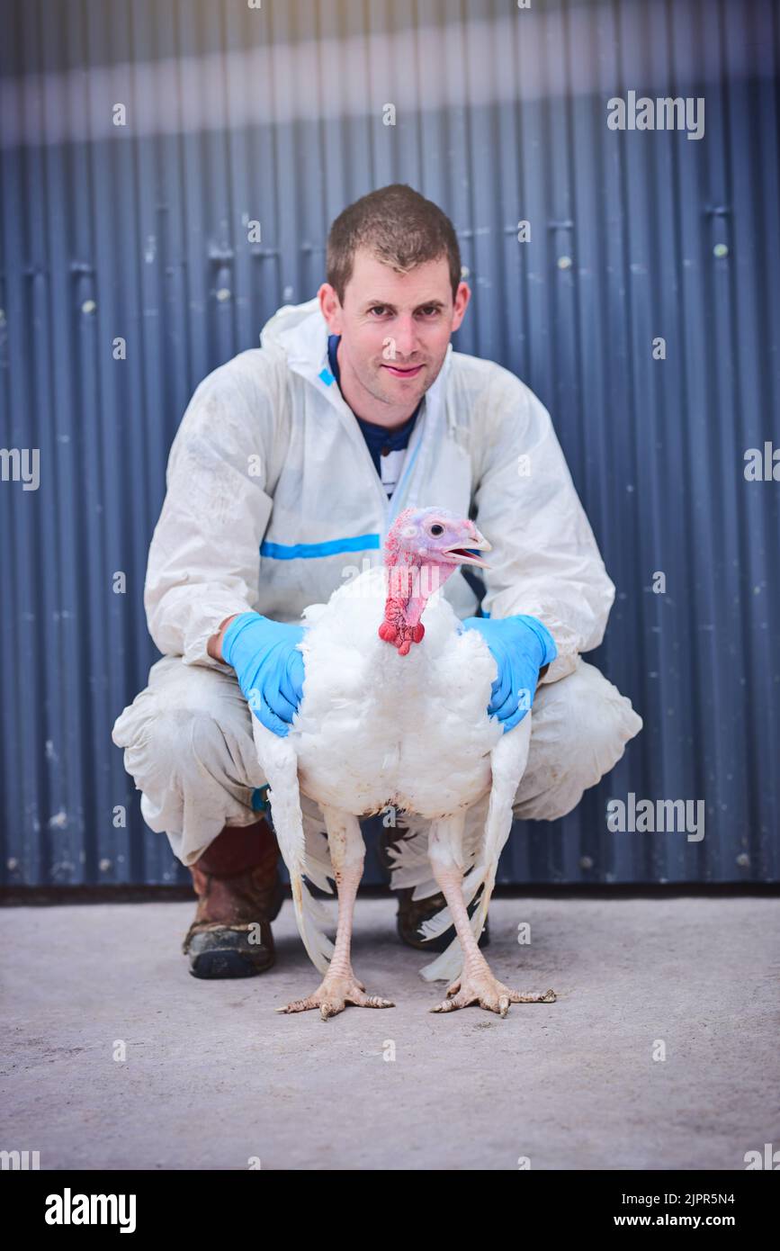 Bessere Truthähne werden Sie nirgendwo anders finden. Porträt eines jungen Mannes, der auf einer Geflügelfarm einen truthahn hält. Stockfoto