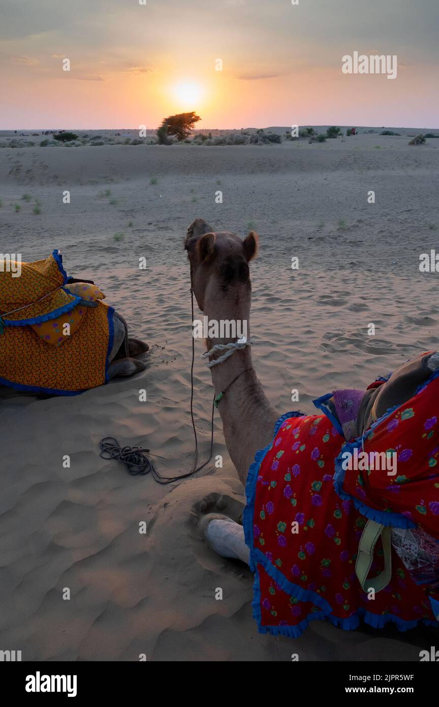 Ein Kamel, Camelus dromedarius, gekleidet in traditionellen Rajasthani-Kleid, an den Sanddünen der Thar-Wüste, Rajasthan, Indien. Kamelreiten ist ein beliebter Sport. Stockfoto