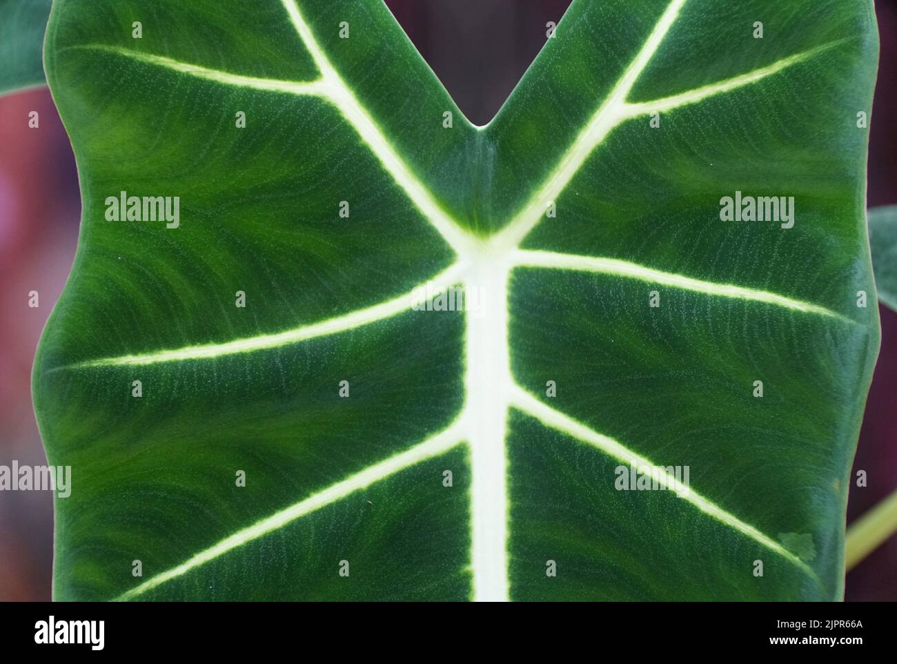 Nahaufnahme der wunderschönen dunkelgrünen und samtigen Blätter von Alocasia Frydek Stockfoto