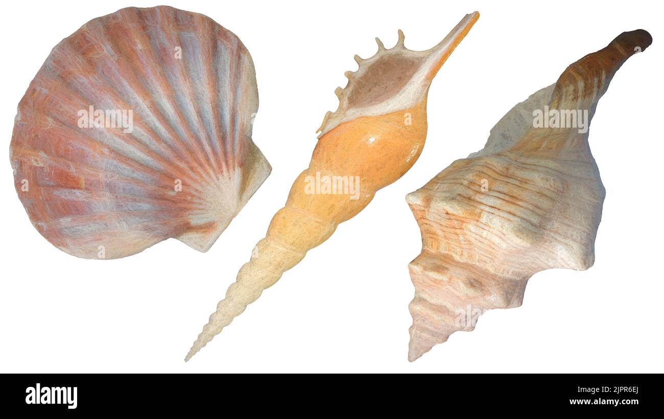 Abbildung von drei Muschelschalen, die auf weißem Hintergrund mit Beschneidungspfaden isoliert sind Stockfoto