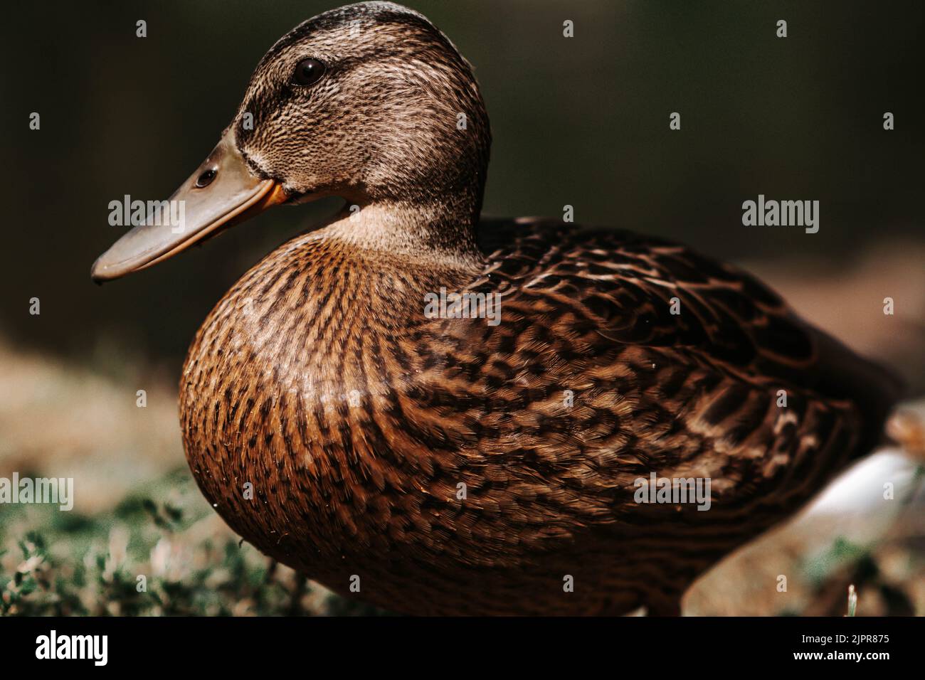 Mallard Ente Porträt Stockfoto