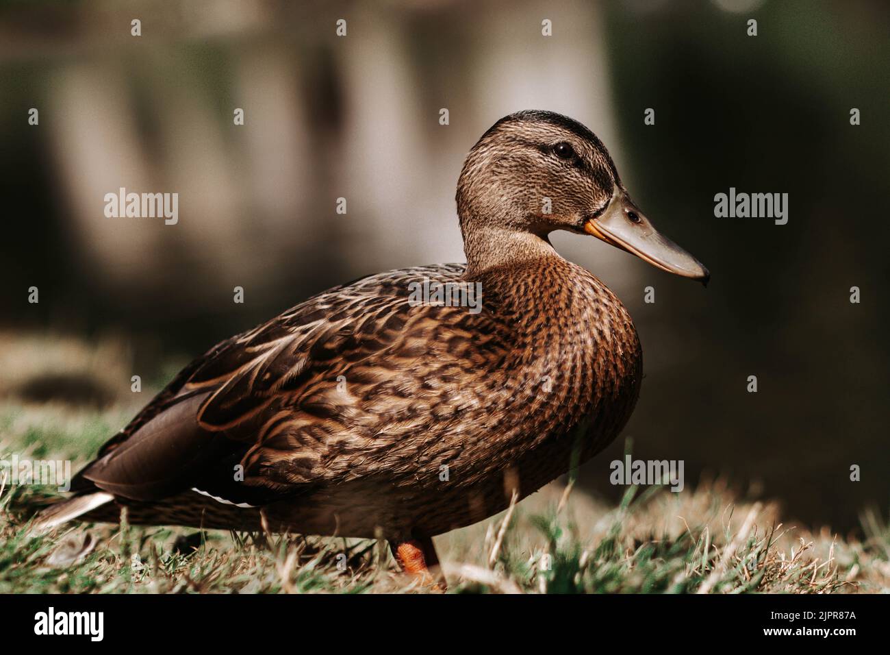 Mallard Ente Porträt Stockfoto