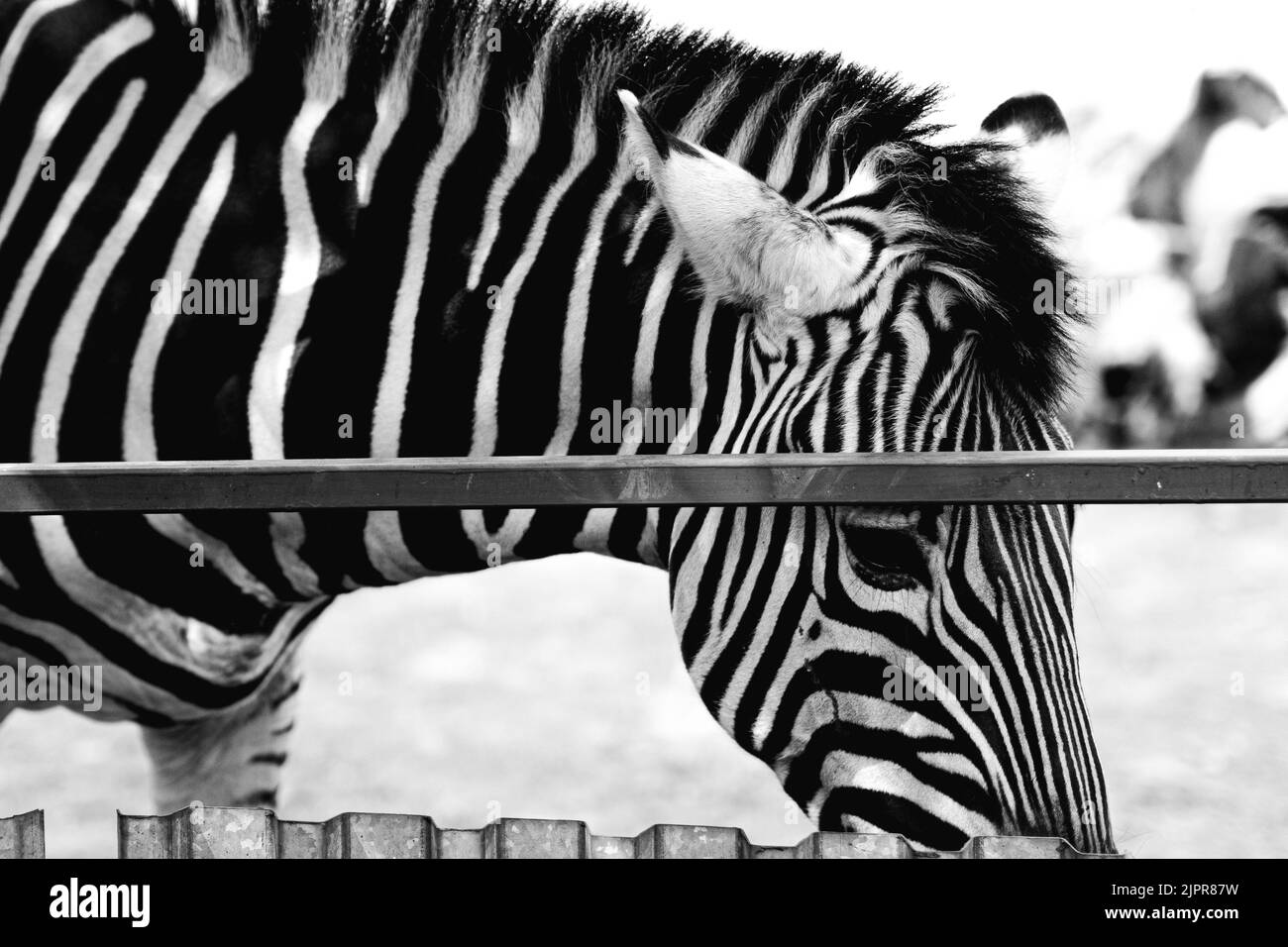 Zebra-Porträt Made in ZOO, SLOWAKEI. Stockfoto