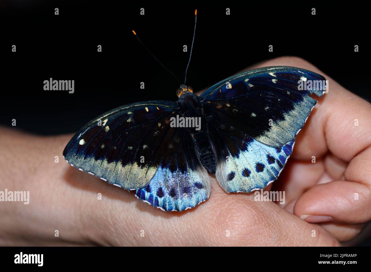 Schöne blaue Clipper Schmetterling sitzt auf einer Hand Stockfoto