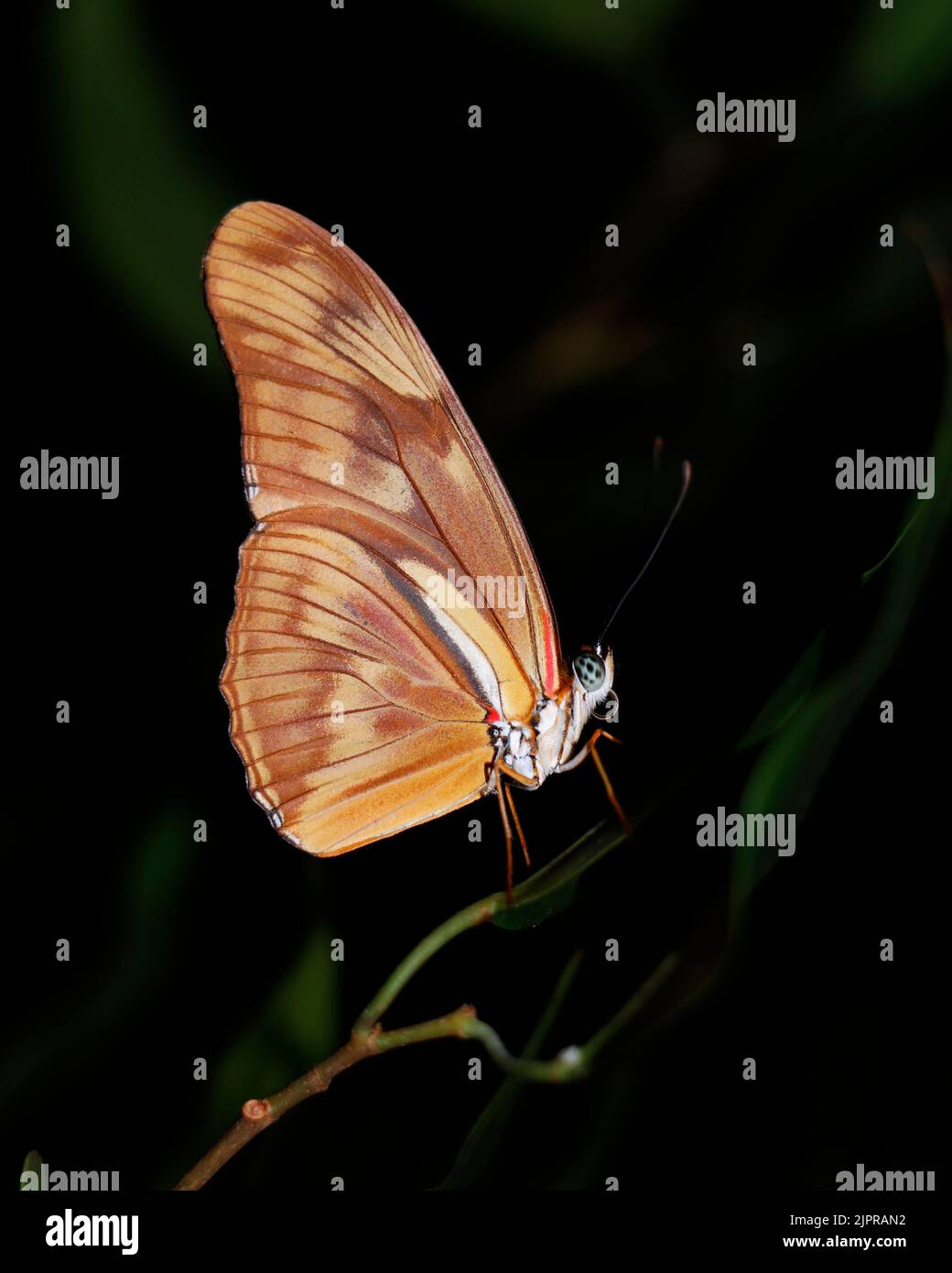 Schöner Schmetterling, der in einer Pflanze mit dunklem, belaubten Hintergrund sitzt Stockfoto