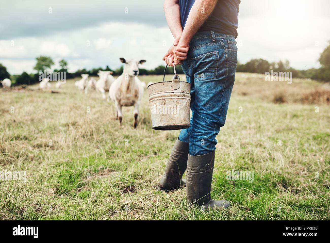 Ein unbeschwerter, nicht erkennbarer Bauer, der tagsüber einen Eimer Futter hält, um seine Schafe auf einem Bauernhof draußen zu geben. Stockfoto