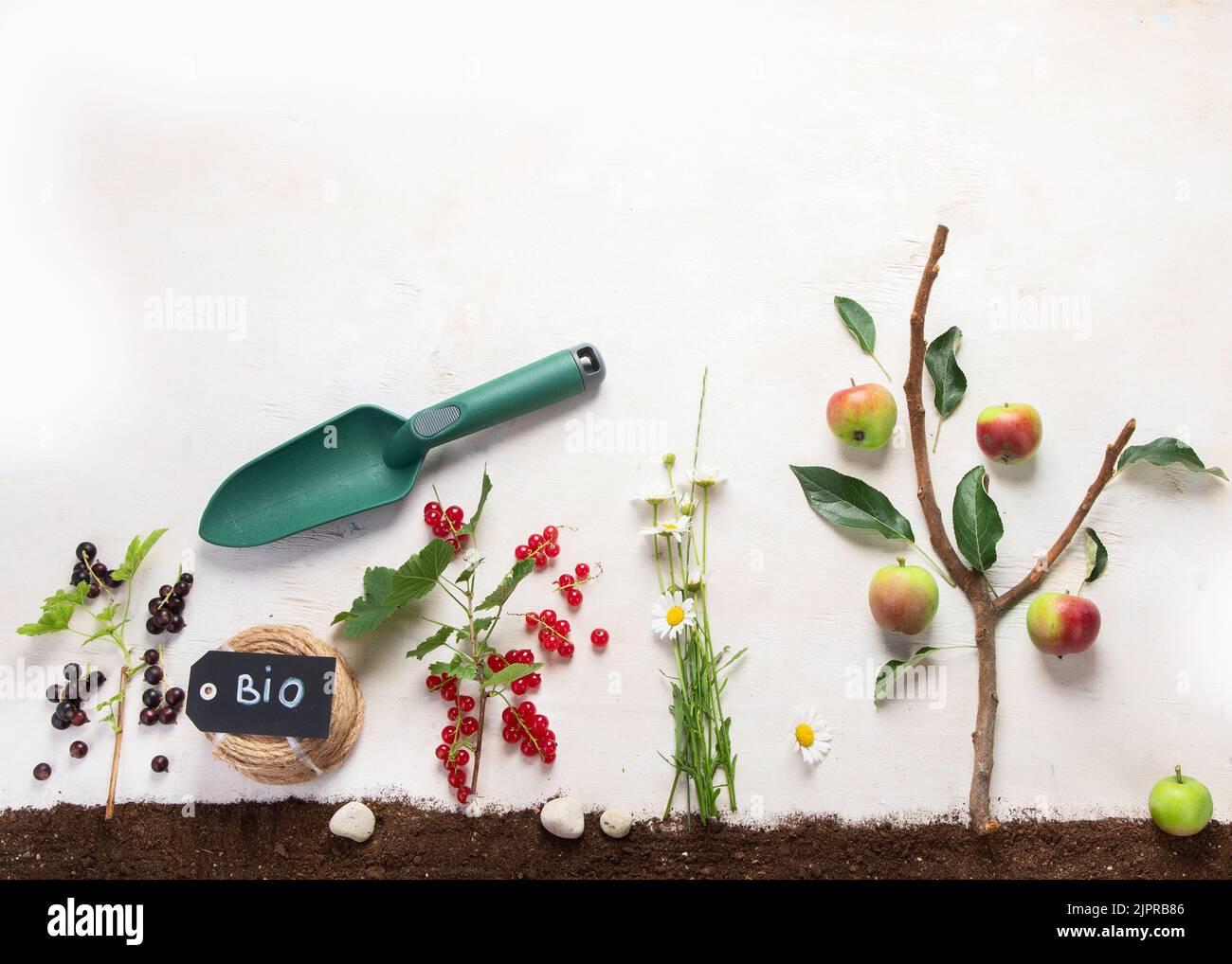 Frühjahrsgärtnerische Komposition auf neutralem Hintergrund. Bio-Gemüse, Obst und Gartengeräte. Draufsicht, Kopierbereich Stockfoto