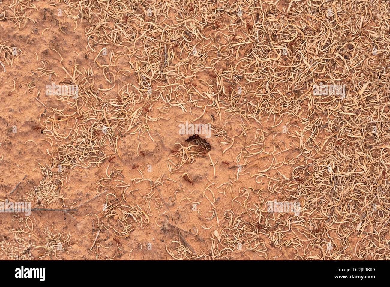 ANT Hill, Labyrinth Canyon, Utah. Stockfoto